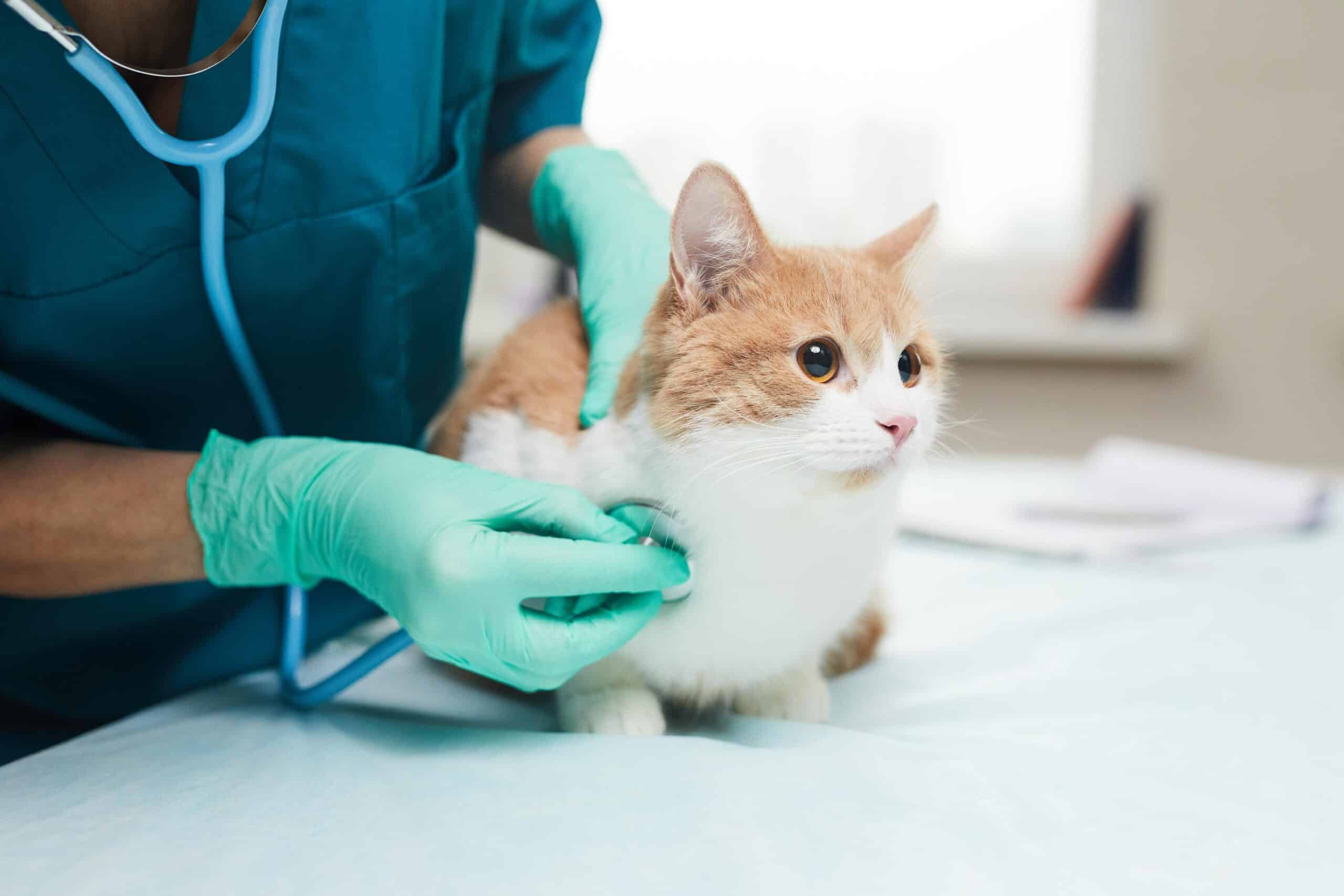 Top 10 Signs Your Cat Is Sick