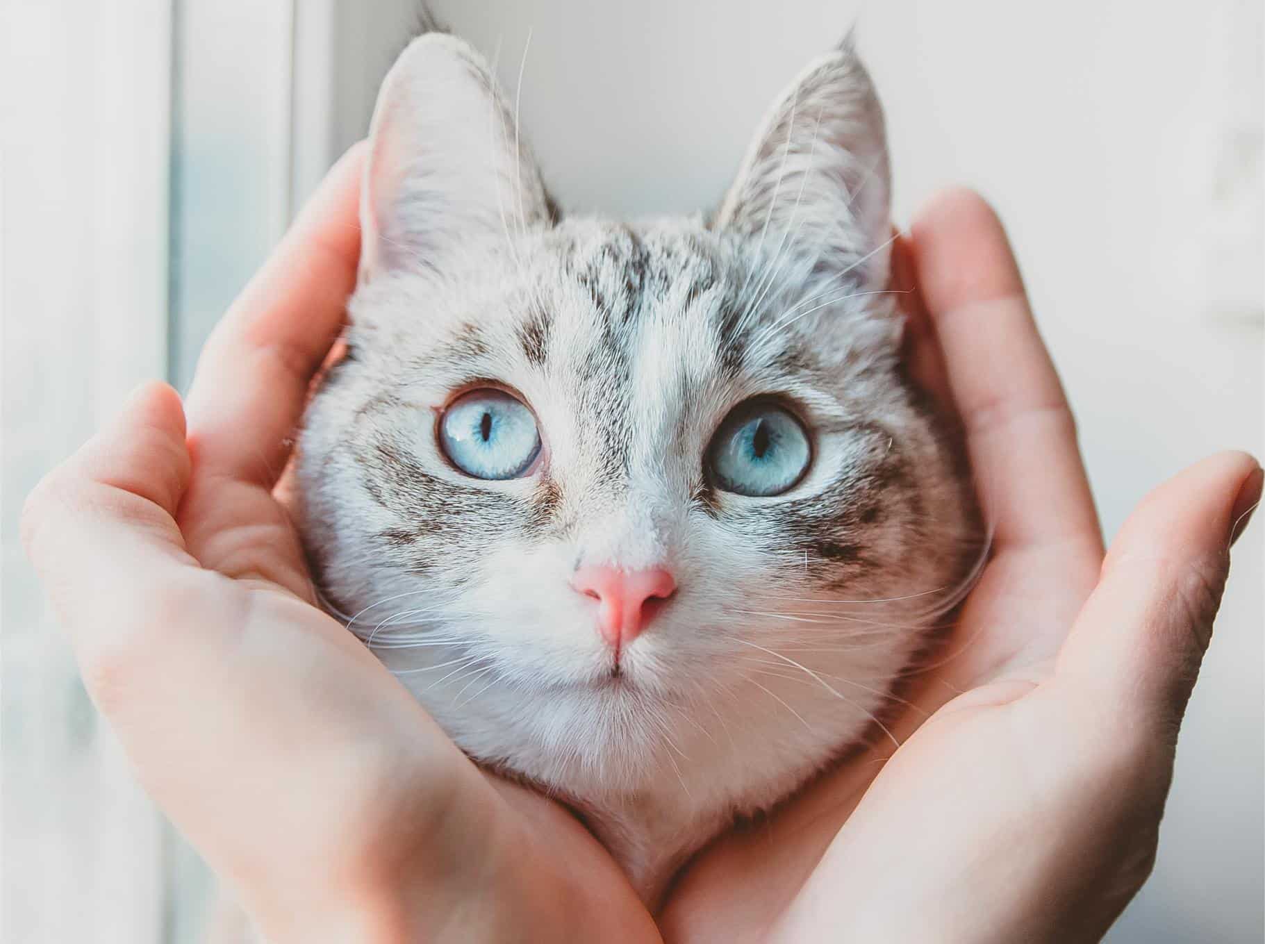 The Importance of Wellness Care for Cats