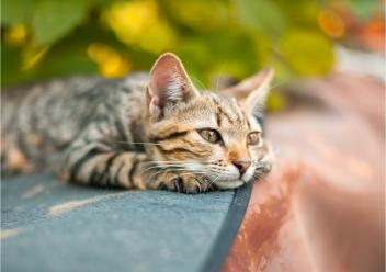 Summer Survival Guide for Cool Cats and Kittens