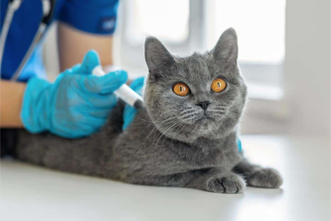 Understanding Cat Vaccinations: What Your Feline Friend Needs