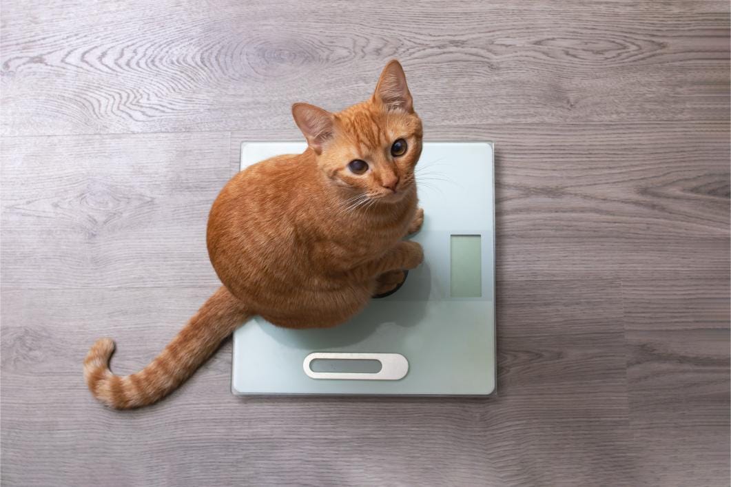 Top Tips for Managing Your Cat’s Weight