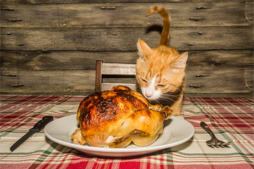 Thanksgiving Feasts: What to Avoid Feeding Your Cat