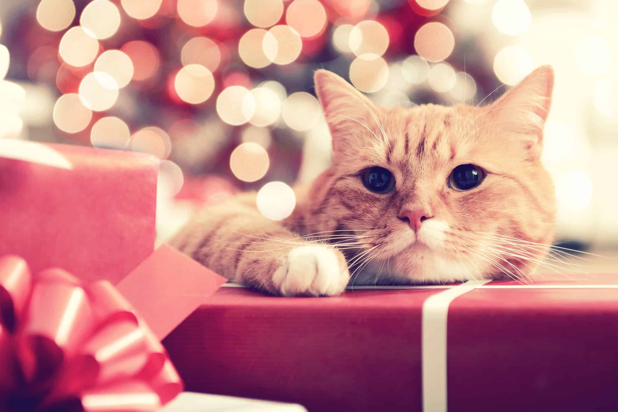 Gift Ideas for Cat Lovers