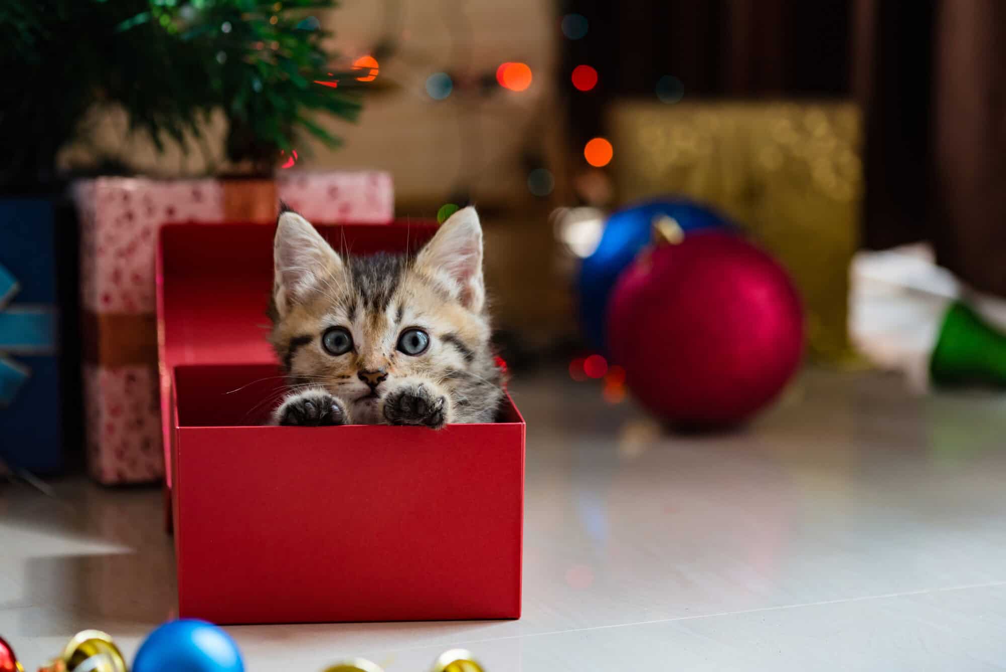 Considering a Cat for the Holidays? What to Know Before Bringing a New Cat Home