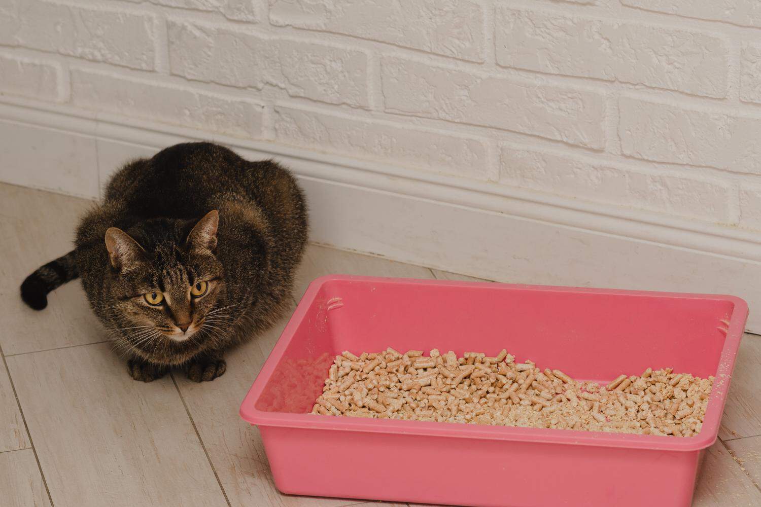 Addressing Litter Box Issues