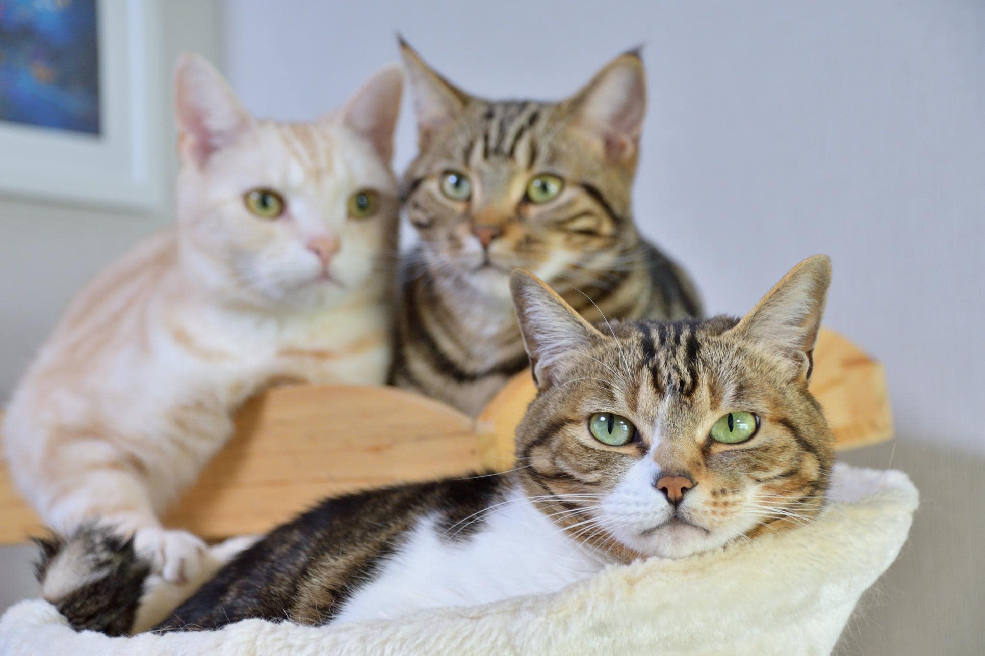 The Benefits of a Cat-Only Veterinary Clinic: Why Your Cat Deserves Specialized Care