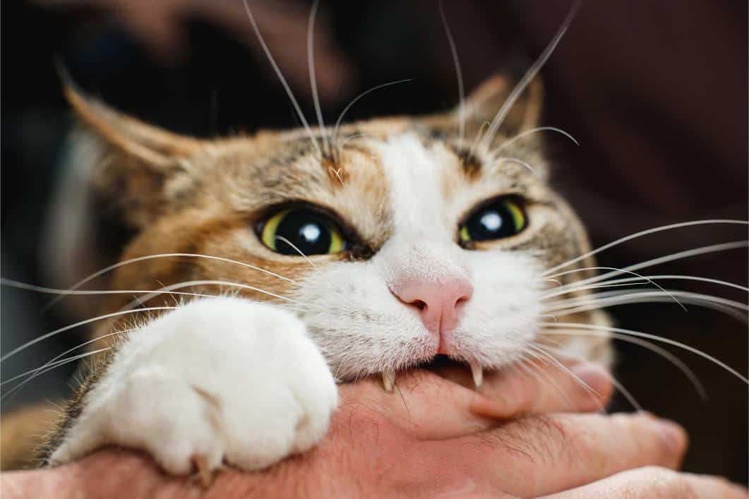 Common Causes of Cat Aggression 