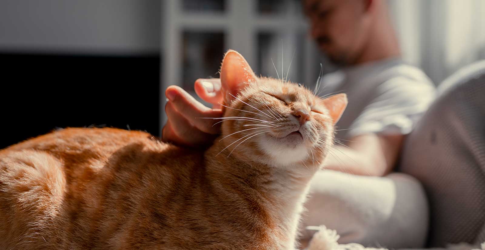 A ginger cat being petted