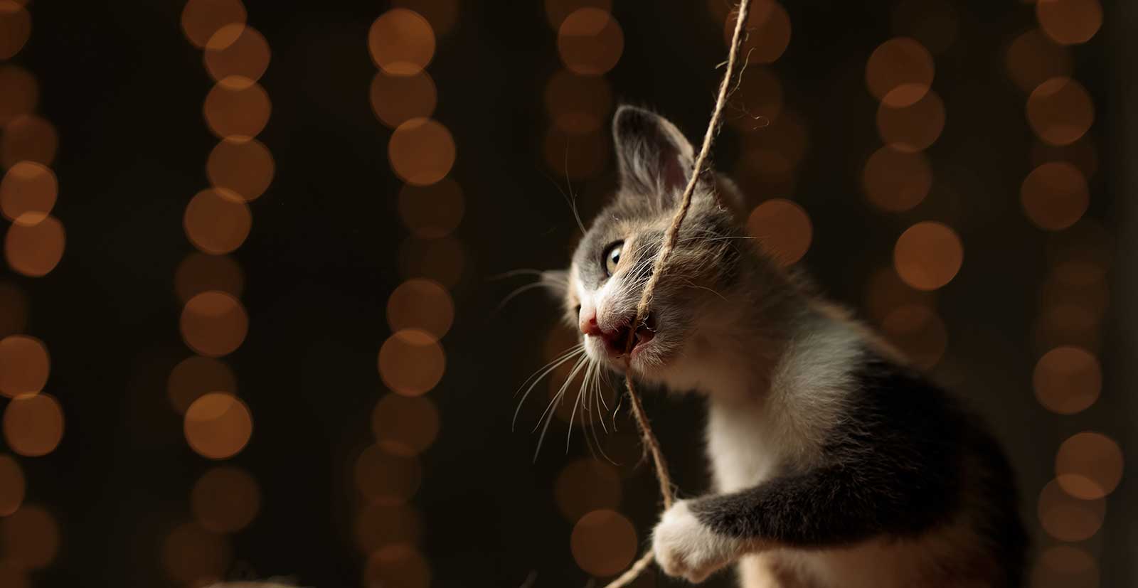 A kitten with twine