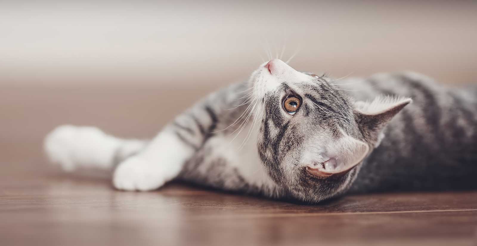 A grey and white cat laying looking up