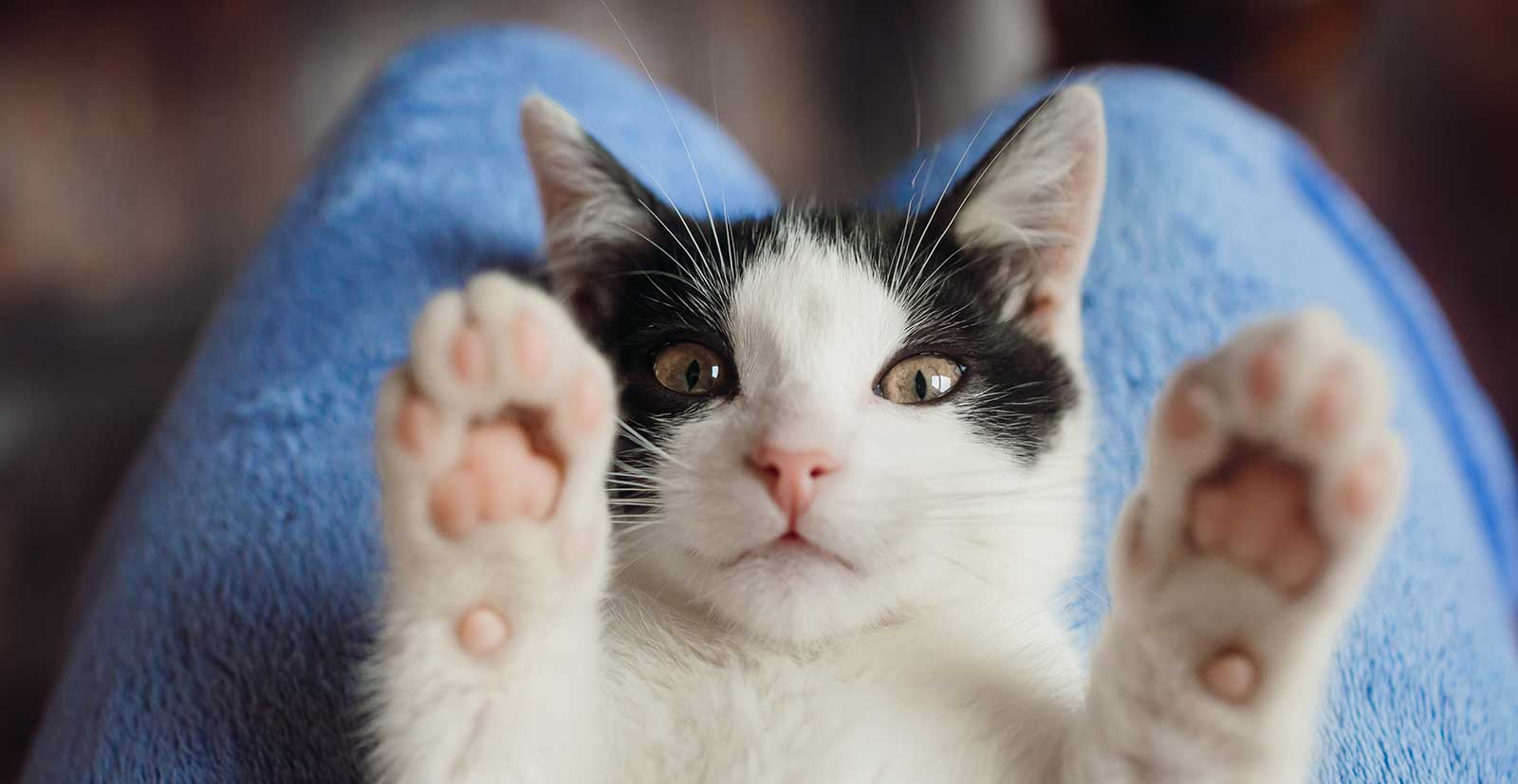 A cat holding up its paws