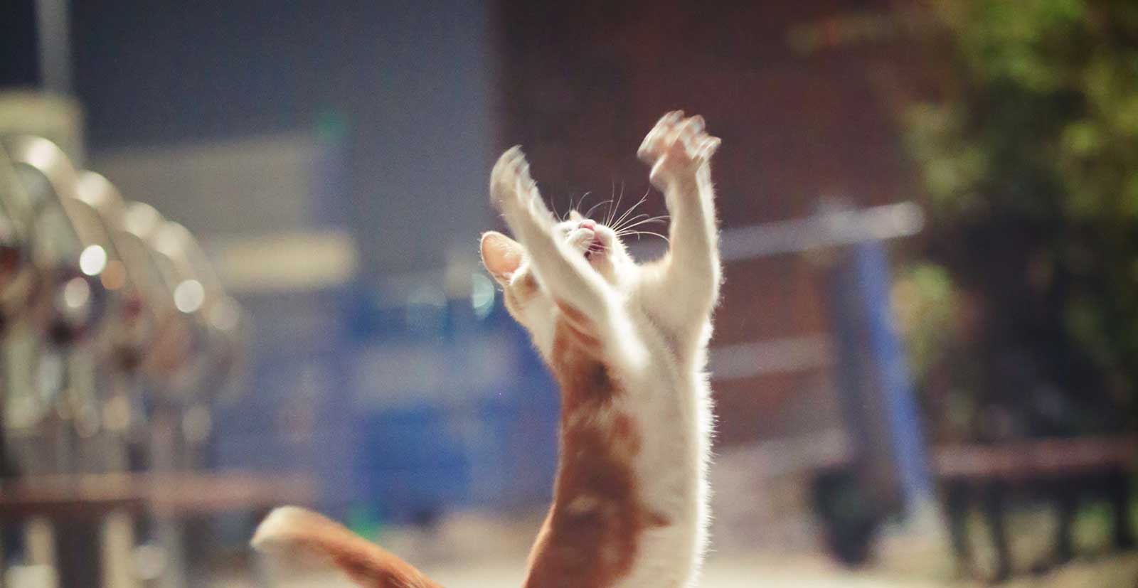 A kitten pouncing into the air