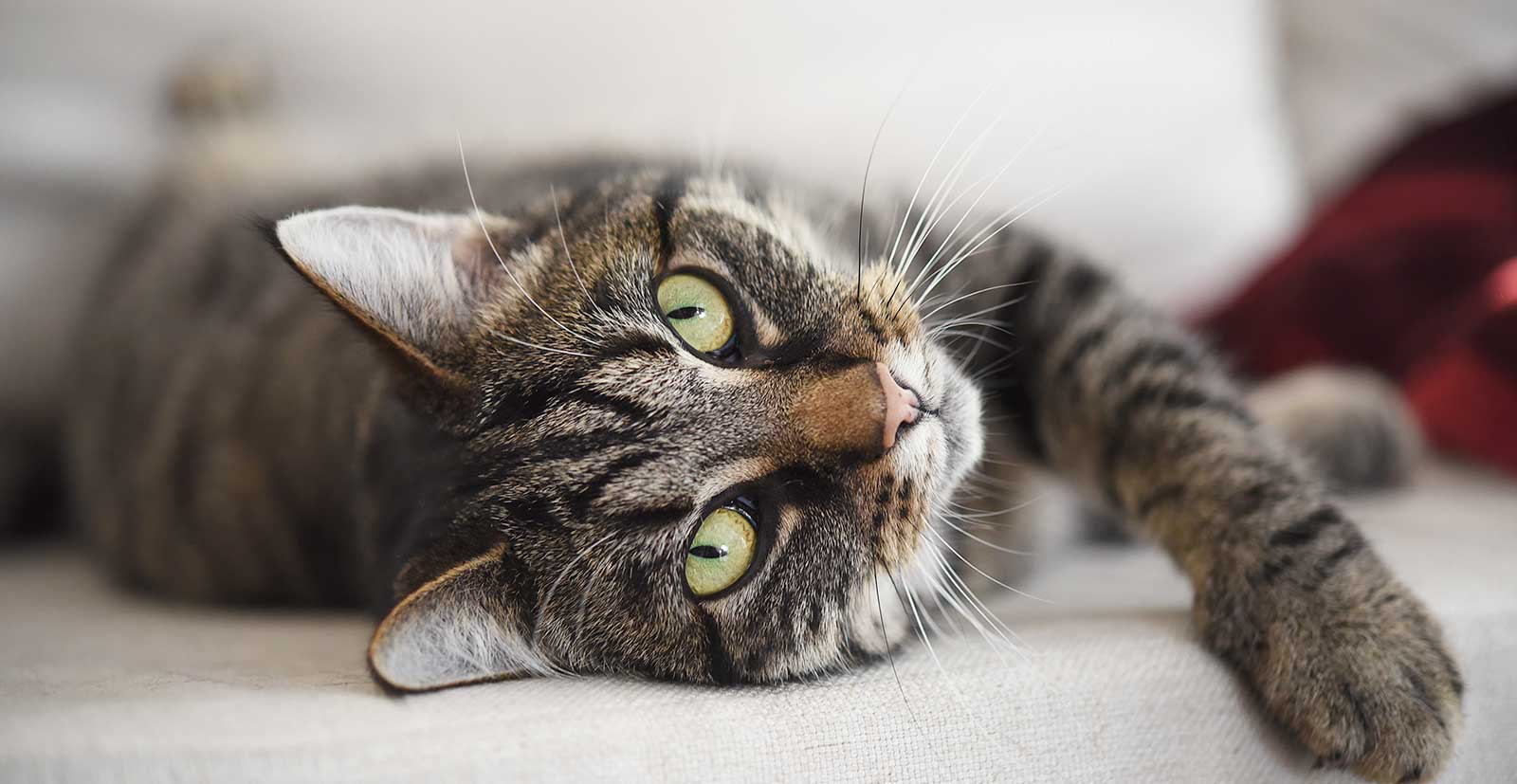 A tabby cat laying on the carpet