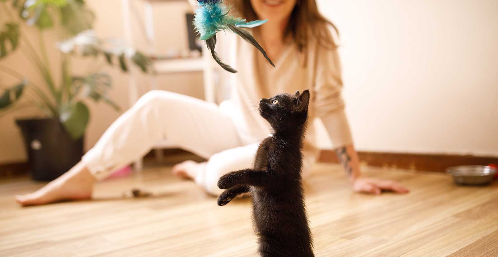 A brown kitten playing with a feather toy